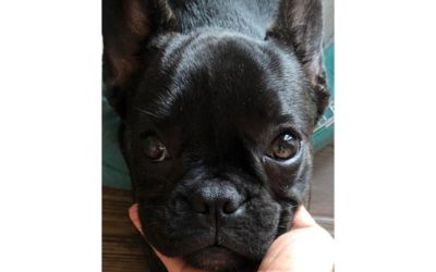 SIGNORE E SIGNORI, E’ ARRIVATA MINI COOPER Una dolce bouledogue francese.