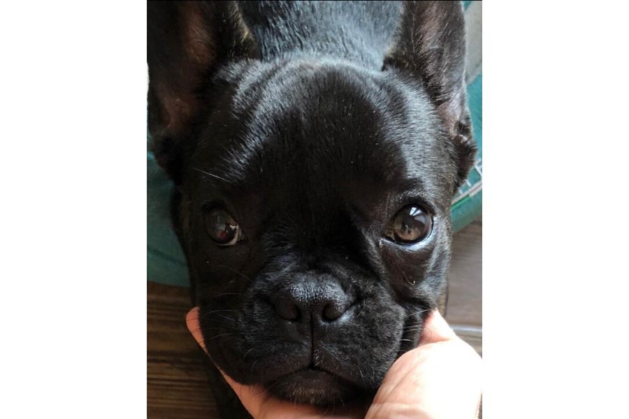 SIGNORE E SIGNORI, E’ ARRIVATA MINI COOPER  Una dolce bouledogue francese.