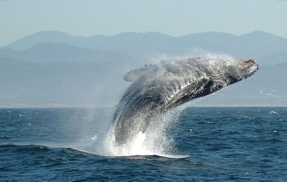 LA MAGIA DELL’ AMORE PER LA NATURA – La balena e i pescatori coraggiosi nel mare di Oman