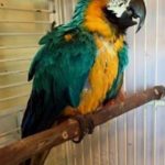 L’ASILO DI MORGANA – Quando il padrone va in vacanza