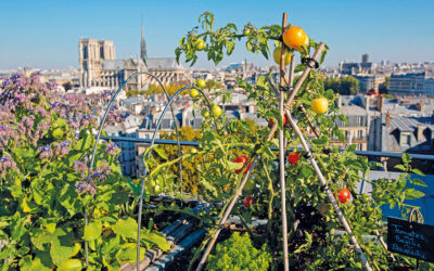 PARIGI BIOLOGICA – Funghi in prigione