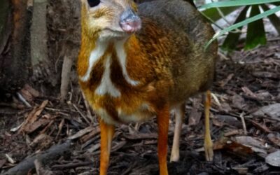 The Mouse Deer of Balabac Island – Il cervo topo delle Filippine.