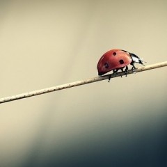 SORPRESA PER FRICHILLO Il compleanno di mio marito