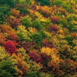 C’ERA UNA VOLTA, SEMPLICEMENTE – Il Covid cambia le nostre vite e le nostre abitudini. Resoconto dall’Iran