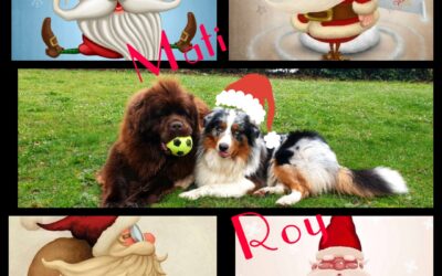 BUONE FESTE – Gli auguri di Matilde e di Roy. I cani insegnano sull’amore