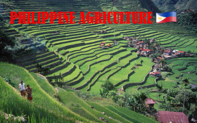 TECHNOLOGY WILL ADAVANCE PHILIPPINE AGRICULTURE – La tecnologia al servizio dell’agricoltura filippina