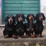 CANI DA COPERTINA – La storia del mondo in 50 cani. In primo piano i bassotti del fotografo Marco Leonardi