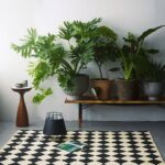 PICCOLE CURE – Le piante rallegrano la nostra casa e il nostro umore