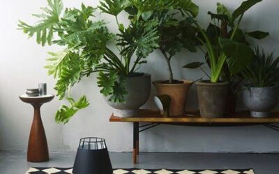 PICCOLE CURE – Le piante rallegrano la nostra casa e il nostro umore