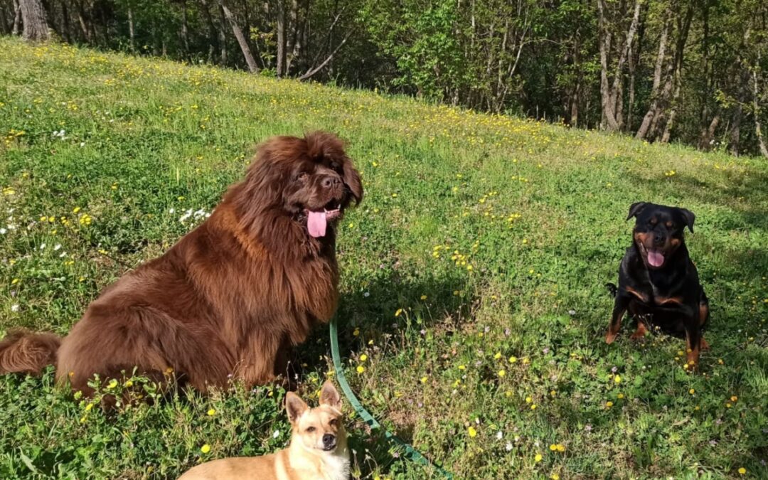 CAPIRE IL LINGUAGGIO DEI CANI – I consigli dell’esperta