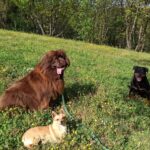 CAPIRE IL LINGUAGGIO DEI CANI – I consigli dell’esperta