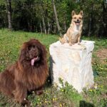 L’ALIMENTAZIONE DEL CUCCIOLO – I consigli della nostra istruttrice cinofila