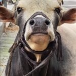 I GIORNI DEL SACRIFICIO – In Bangladesh la festa islamica Qurbani Eid