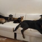 CANI CHE VANNO D’ACCORDO CON ALTRI CANI – Il consiglio dell’esperta