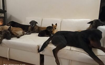 CANI CHE VANNO D’ACCORDO CON ALTRI CANI – Il consiglio dell’esperta