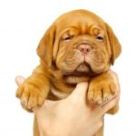 LA MANIPOLAZIONE DEL CUCCIOLO – Perchè è importante