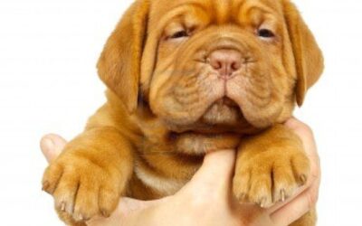 LA MANIPOLAZIONE DEL CUCCIOLO – Perchè è importante