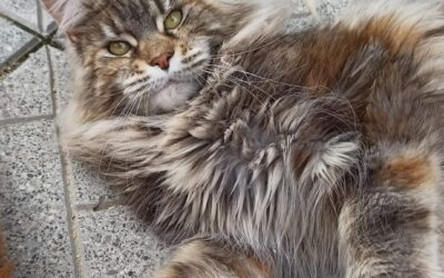 LEGGENDARIO MAINE COON Il gatto che viene dal Nord America