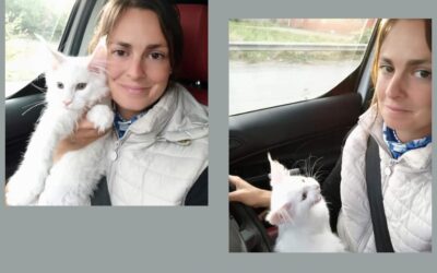 MAO- MAINE COON – Come scegliere il nostro cucciolo