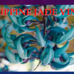 PHILIPPINE JADE VINE – La Vite di Giada: rarissimo fiore tropicale delle Filippine