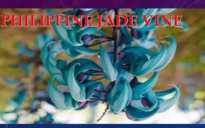 PHILIPPINE JADE VINE – La Vite di Giada: rarissimo fiore tropicale delle Filippine