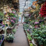 Il MERCATO DEI FIORI E DEGLI UCCELLINI DI PARIGI – A due passi della Cattedrale di Notre Dame, un’antica tradizione destinata a scomparire