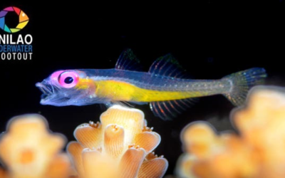 ANILAO UNDERWATER SHOOTOUT – Nelle Filippine il più grande concorso di fotografia subacquea al mondo