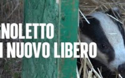 IL PECCATO DI GOLA DI TASSO PIGNOLETTO