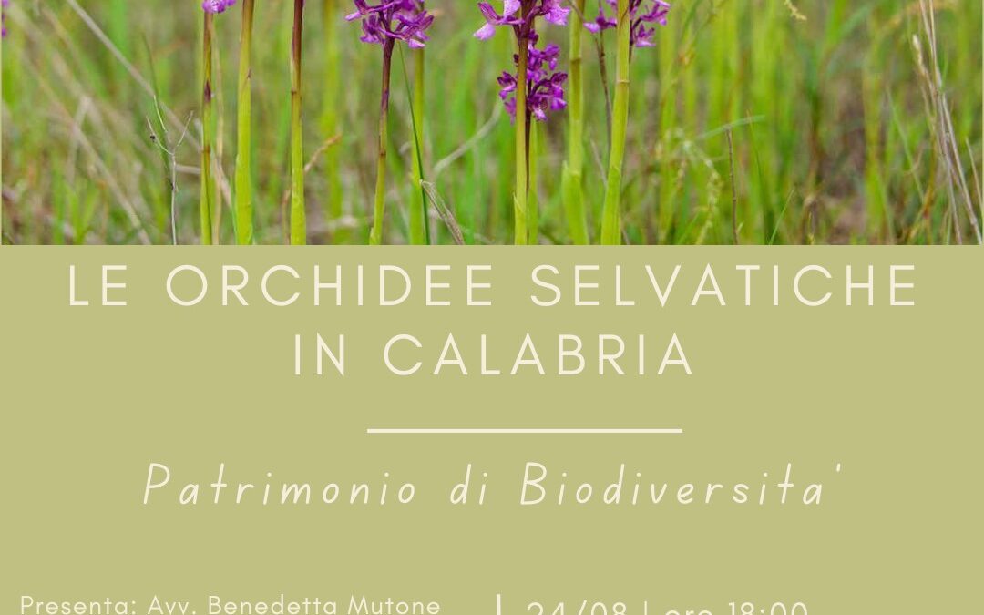 BELLEZZA  E  VARIETA’: LE ORCHIDEE SELVATICHE IN CALABRIA.