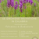 BELLEZZA  E  VARIETA’: LE ORCHIDEE SELVATICHE IN CALABRIA.
