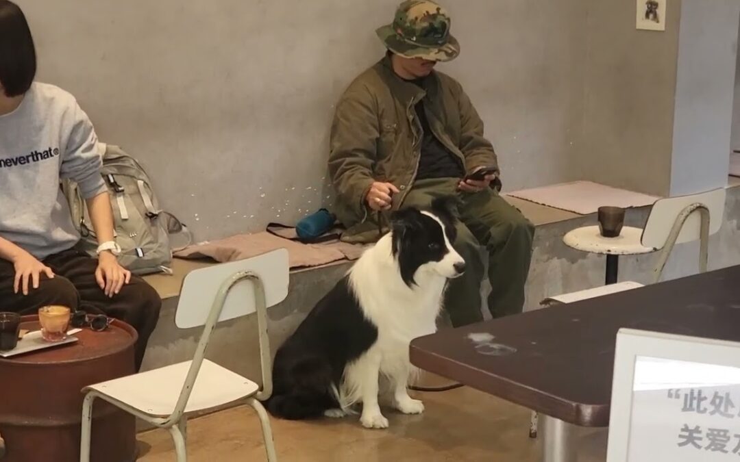 La pet economy cinese – Un’industria in forte espansione per i Cinesi, sempre più amanti di gatti e cani