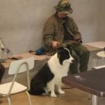 La pet economy cinese – Un’industria in forte espansione per i Cinesi, sempre più amanti di gatti e cani